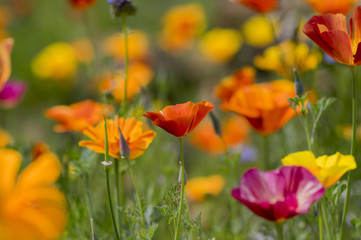 Eschscholzia californica cup of gold flowers in bloom, californian field, ornamental wild plants on a meadow