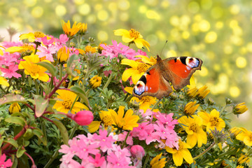 Schmetterling 531 © K.-U. Häßler