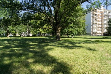 Trees in the park. Slovakia