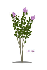 Lilac shrub isolated on white. Vector illustration