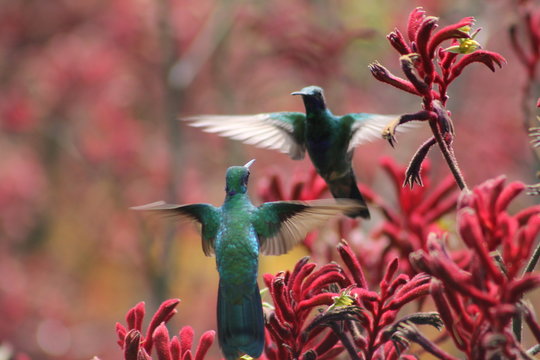 Colibris