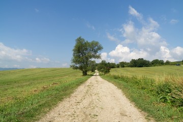 Fototapeta na wymiar Trees in the park. Slovakia