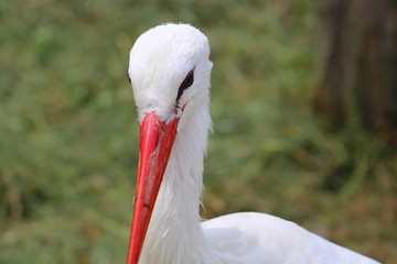 cigogne dans son parc