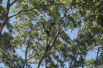 Wild brown howler monkeys sit in a lush green tree in its native Costa Rica