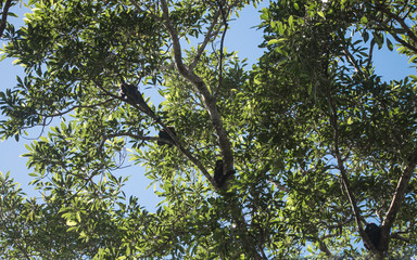 Family of wild brown howler monkeys sits in a lush green tree in its native Costa Rica