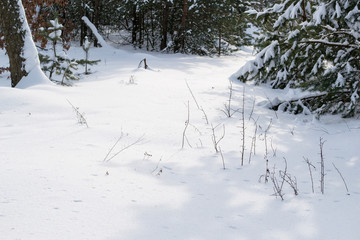 Brown pine branches with green needles in the snow. Trees in the winter in the open sky. Snow forest