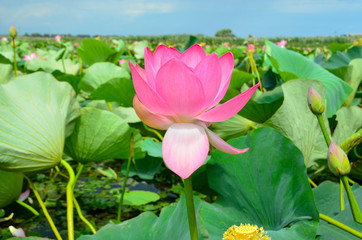 Flowering of the lotus in the estuary, beautiful pink flowers.