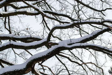 Oak branches with old bark in the snow against a blue sky background