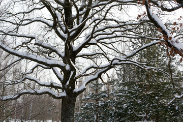 Fototapeta premium Oak branches with old bark in the snow against a blue sky background