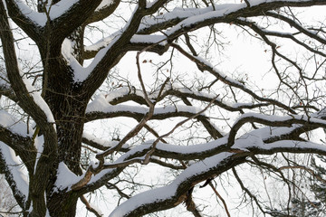 Fototapeta na wymiar Oak branches with old bark in the snow against a blue sky background