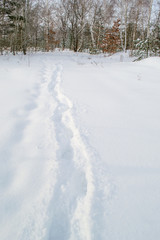 Fototapeta na wymiar Trail in white, mild snow in the winter forest