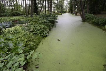 Light green Lemna minor on water