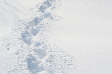 Trail in white, mild snow in the winter forest