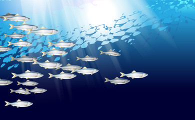 School of herring baltic fish. Marine life. Shad vector illustration optimized from to be used in background design, decoration - obrazy, fototapety, plakaty