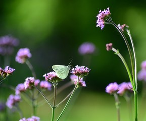 butterfly on flower