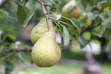 Details of pear fruits