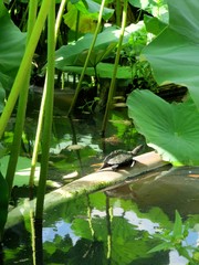 Naklejka premium view on a pond with lotus flowers and leaves with fish and turtels in tokyo, japan