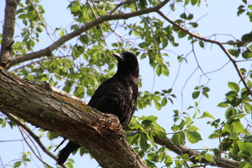 Crow In Tree, William Hawrelak Park, Edmonton, Alberta