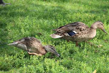 Mallard With It's Young, William Hawrelak Park, Edmonton, Alberta