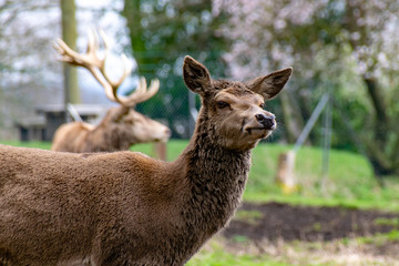 Female red deer (Cervus elaphus) with male stag in background