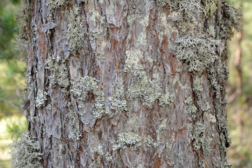 The pine trunk is covered with moss
