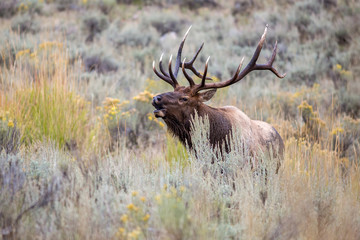 Elk with big antlers - 216041430