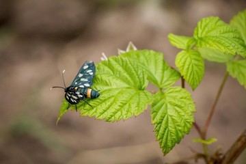 Ukrainian garden close up