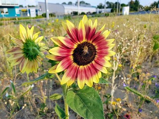 Biene  auf Wildblumenwiese am Straßenrand