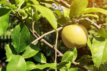 apple on a branch between leaves, of sunshine
