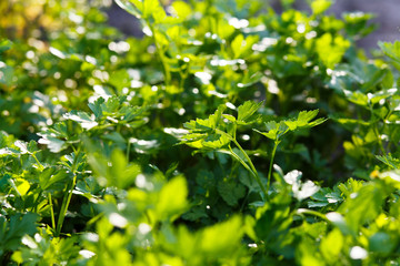 Fototapeta na wymiar Parsley growing in garden. Petroselinum leaves. Fresh organic parsley