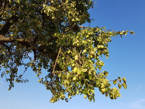 Wilde Birnen