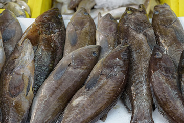 Locus, Stone Perch, Reef Cod, Dakar, Epinephelus