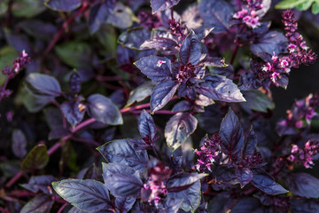 Many leaves of ripe purple basil closeup in garden. Fresh bright leaves