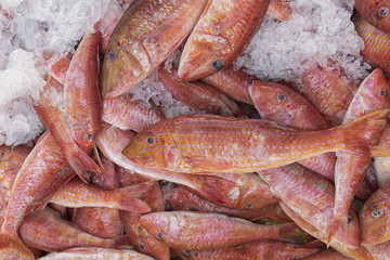 Fresh fish red mullet on ice. Fresh seafood market