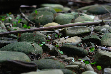 Ameisen Straße Macro