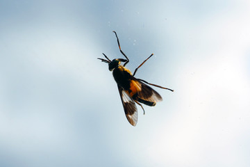 The gadfly on the glass. The stinging biting of the wild fly. 