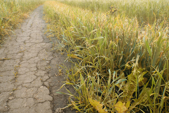 Dry cracked incinerated earth and grass. Damage to crops in the drought.