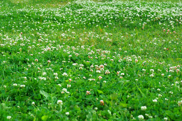 Green lawn with flowers. The nature of the meadows and fields of Europe. 