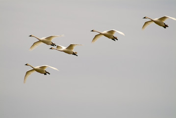 Tundra Swans in Flight. These birds, are migratory birds. They start to arrive on the breeding grounds around mid-May, and leave for winter quarters around the end of September.