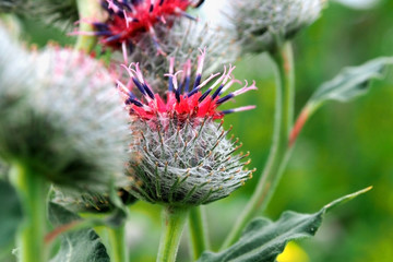 Flower of the Thistle blooms. Wild herb Honey plant Carduus blooms. 