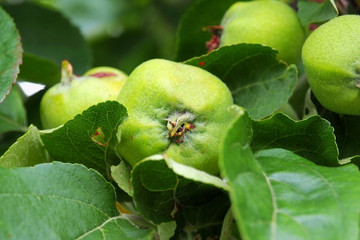 Green young Apple ripening on branch in the garden. The orchard is in the details.  