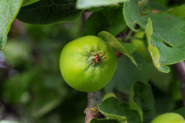 Green young Apple ripening on a branch in the garden. The orchard is in the details.