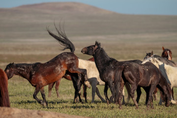 Fototapeta na wymiar Desert Wild Horses