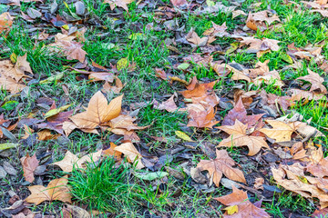 Yellow, orange and red autumn leaves in beautiful fall park.