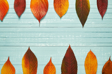 Autumnal frame for your idea and text. Autumn dry leaves yellow, red, orange, located on the right side of the frame on an old wooden board of soft blue. Model of autumn. View from above