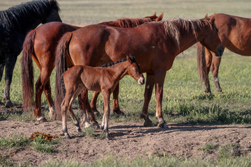 Fototapeta premium Utah Wild Horses