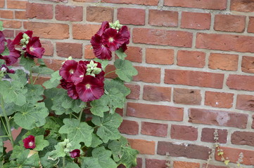 Burgundy hollyhock called as mallow on background of brick wall