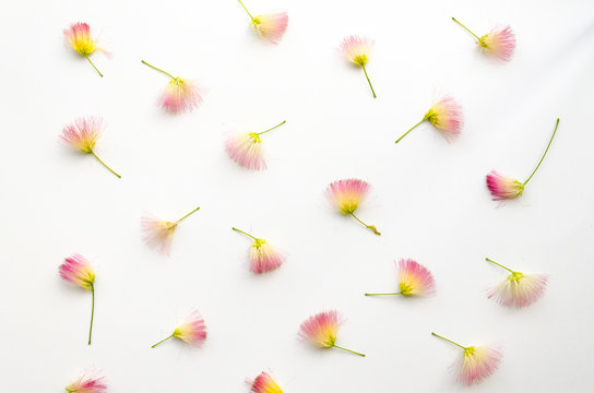 Flatlay pattern with pink siris flowers on white background Flat lay, top view. Floral arranged composition