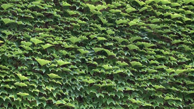 4K view of dense green ivy leaves as a background.