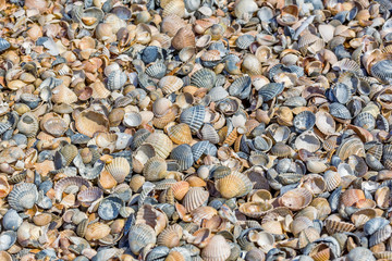 Background of small multicolored seashells, close-up
